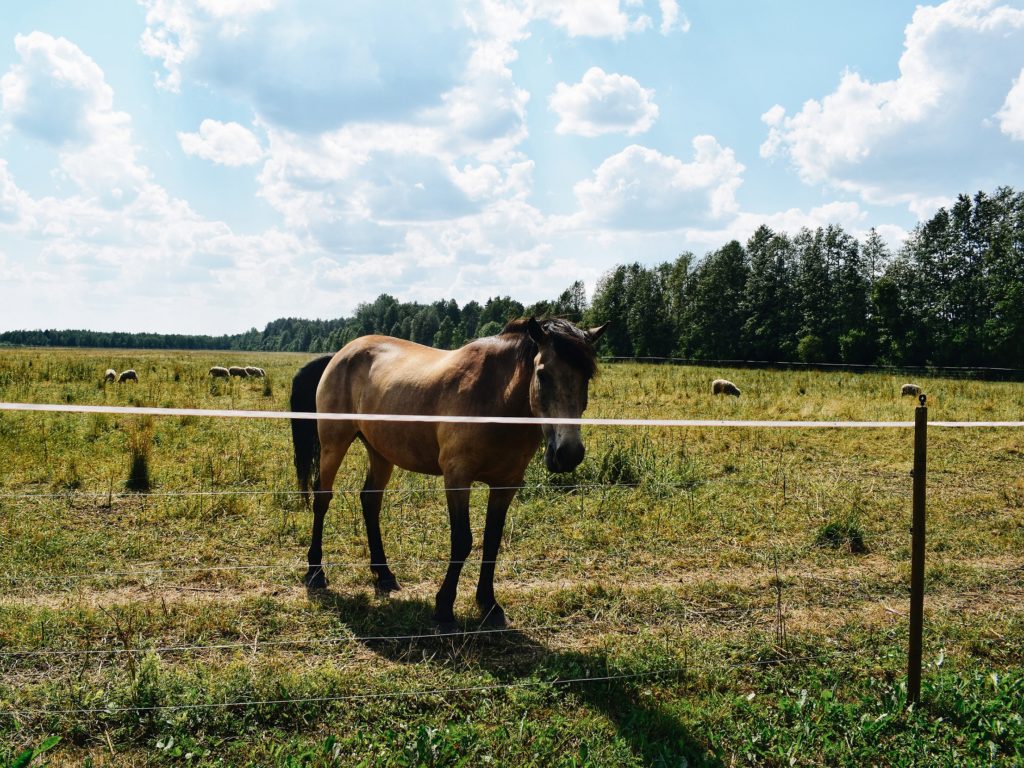 rummu estonia