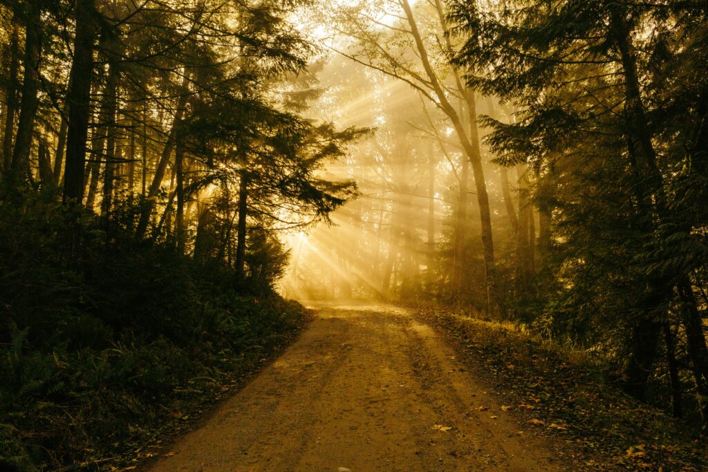 Path in a forest 