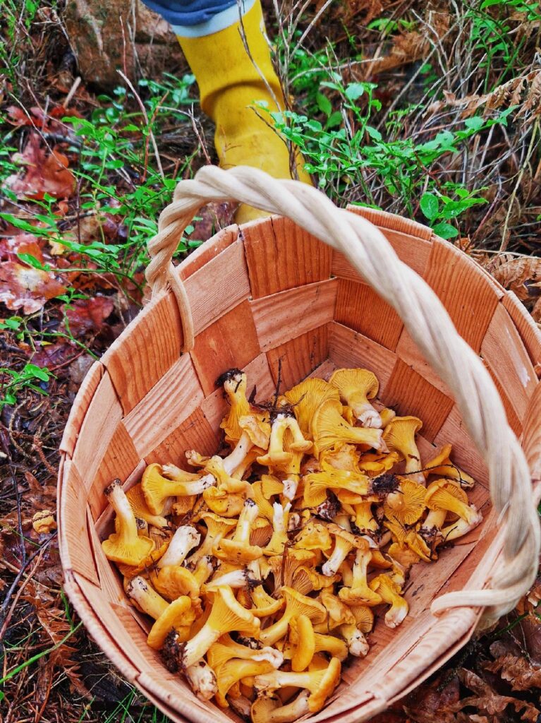 Nordic Forest Aesthetic