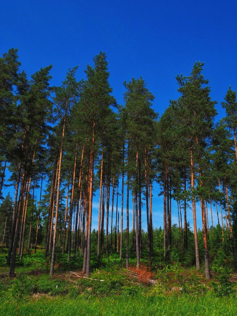 Nordic Forest Aesthetic