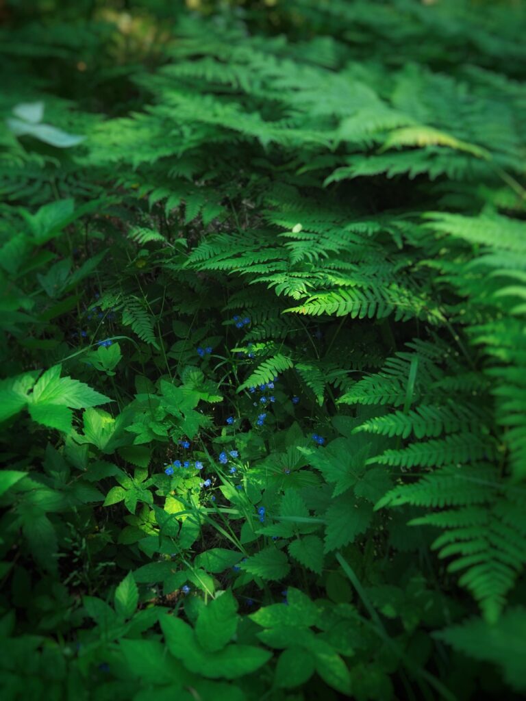 Nordic Forest Aesthetic