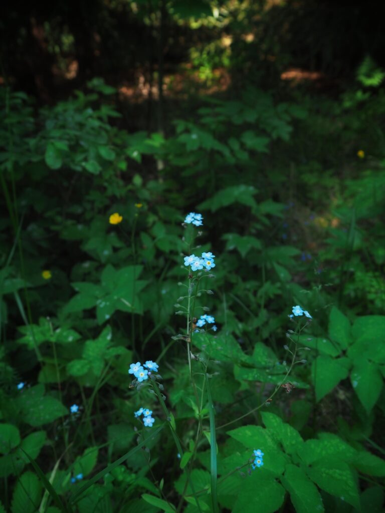 Nordic Forest Aesthetic