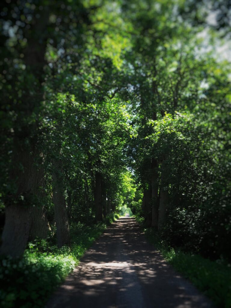 Nordic Forest Aesthetic