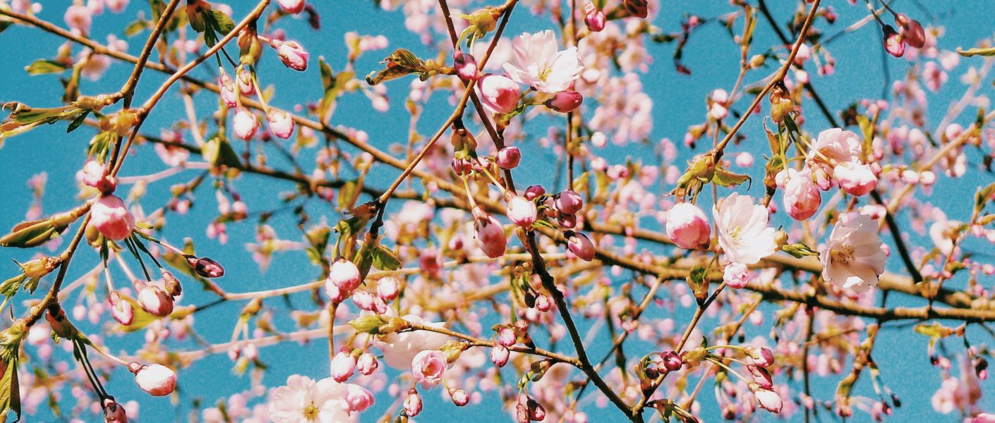Spring Tallinn Cherry Blossom