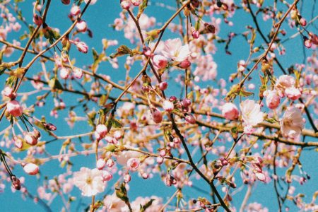 Spring Tallinn Cherry Blossom