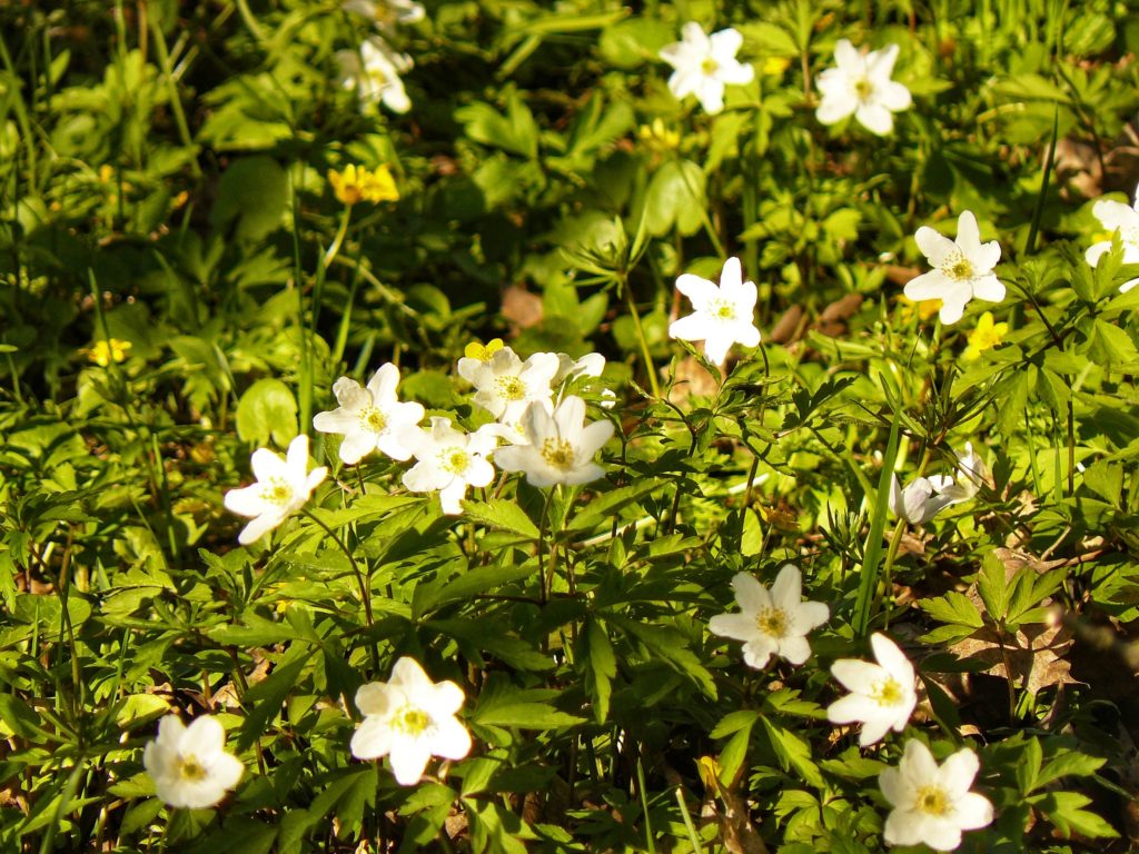 Outlandish blog Spring in Tallinn Estonia