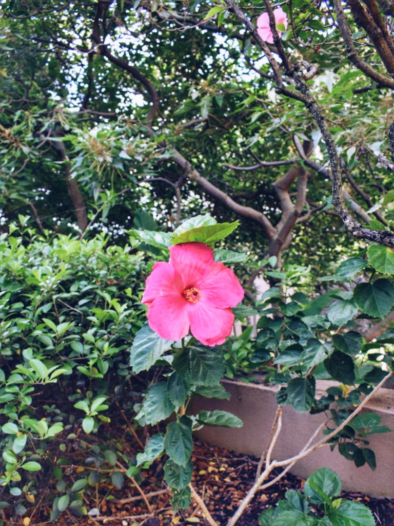 Andaz Maui Resort Review