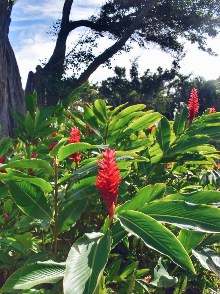 Andaz Maui Resort Review