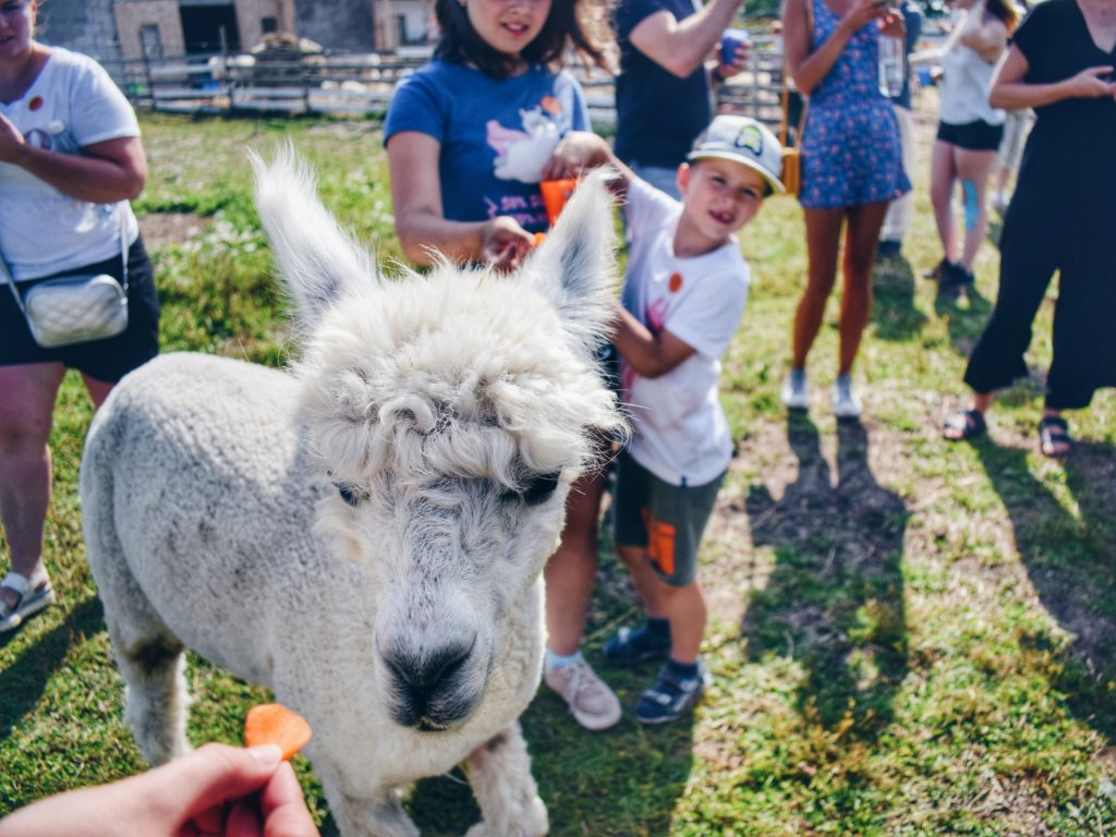estonia alpaca farm