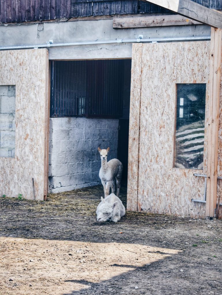estonia alpaca farm