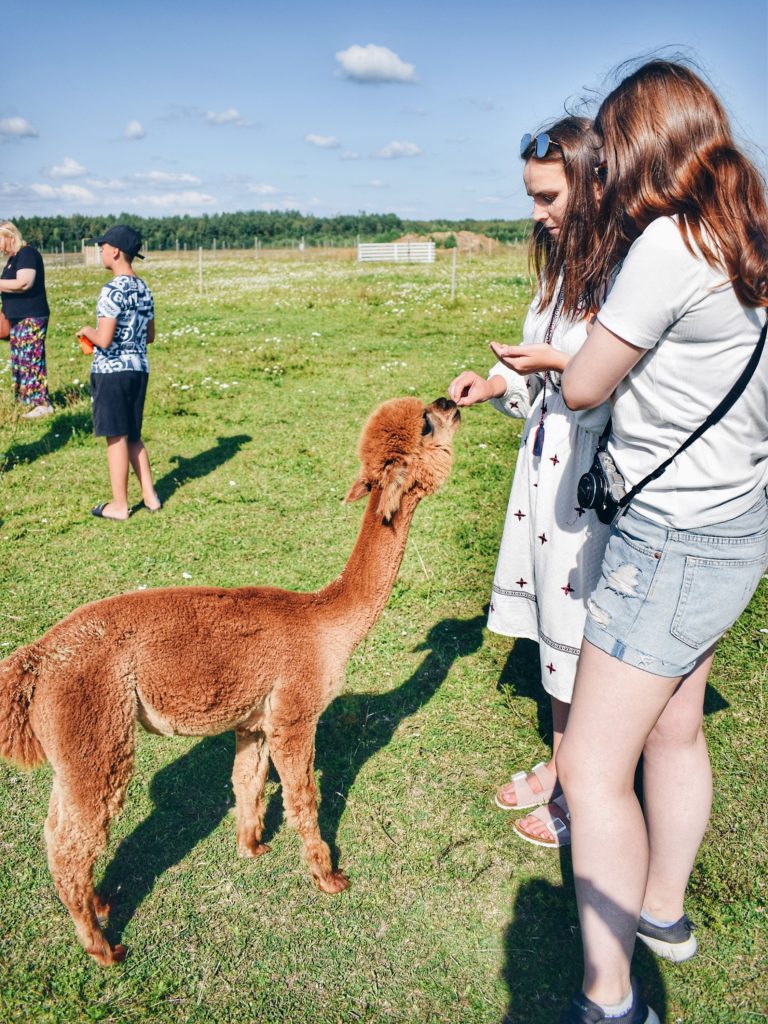 Estonia Alpaca Farm