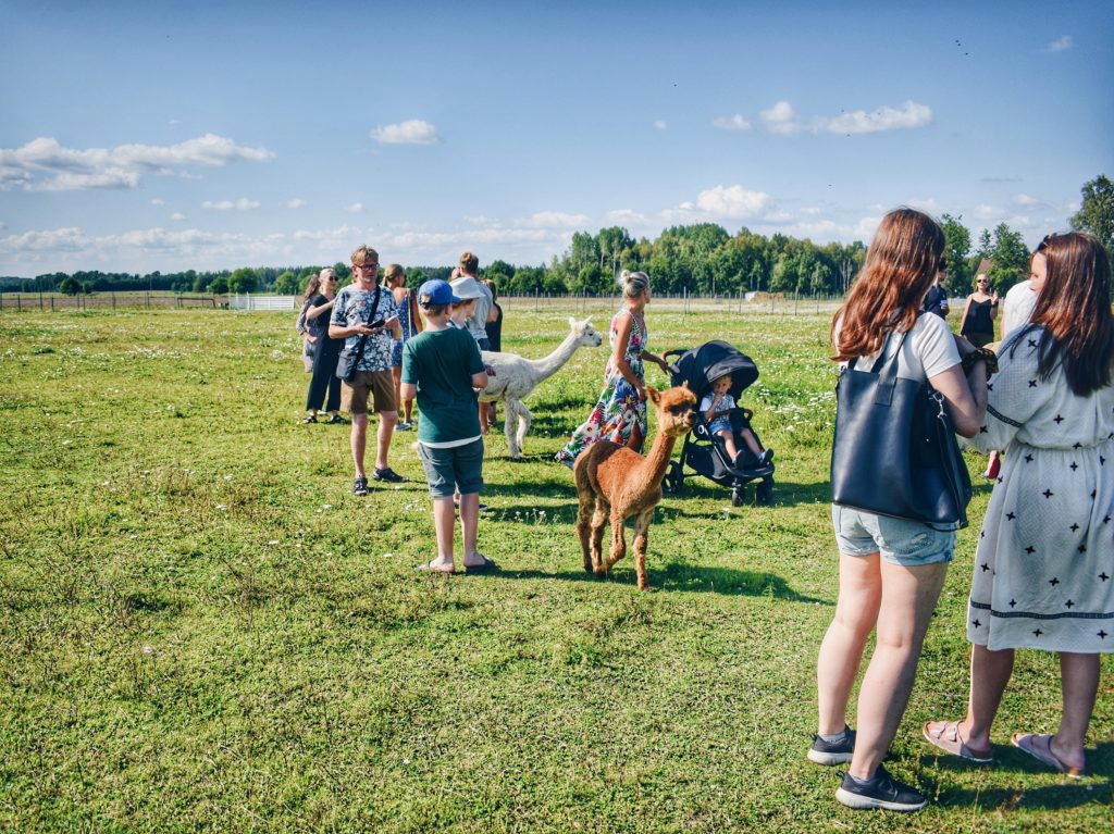 Estonia Alpaca Farm