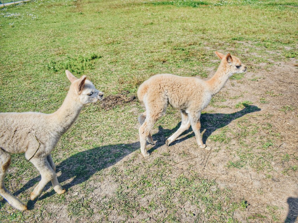 Estonia Alpaca Farm