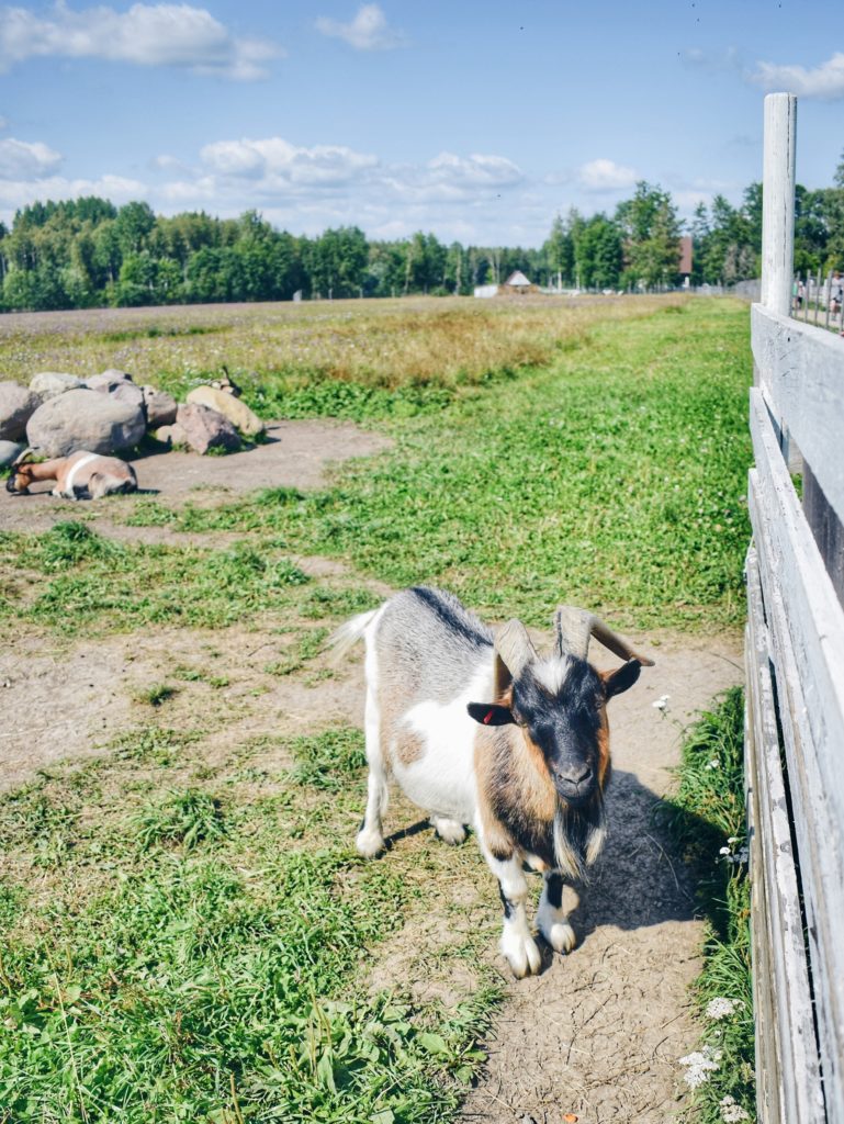 Estonia Alpaca Farm