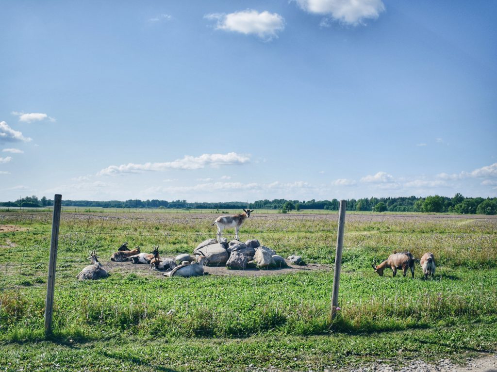 estonia Alpaca Farm