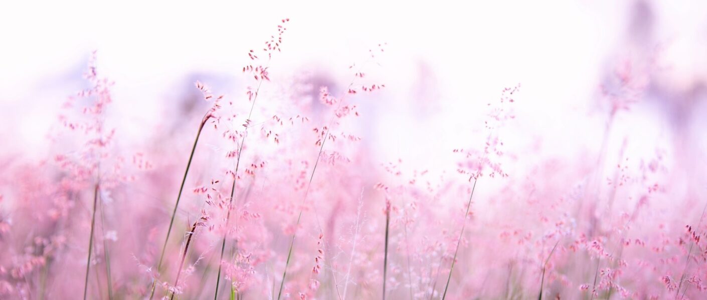 summer flowers