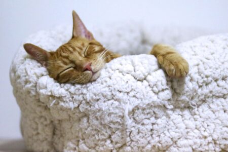 sleep quality