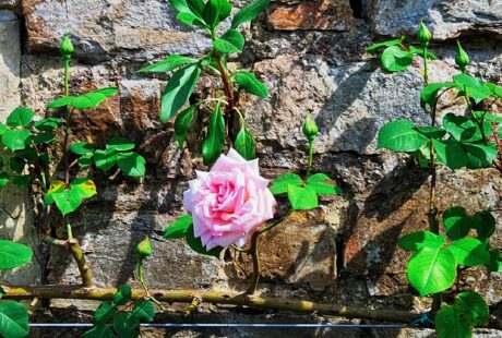 abortion is not men's business