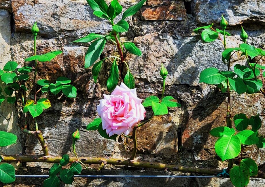 abortion is not men's business