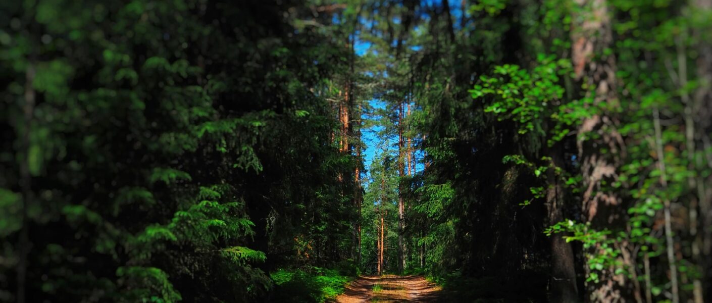 Nordic Forest Aesthetic